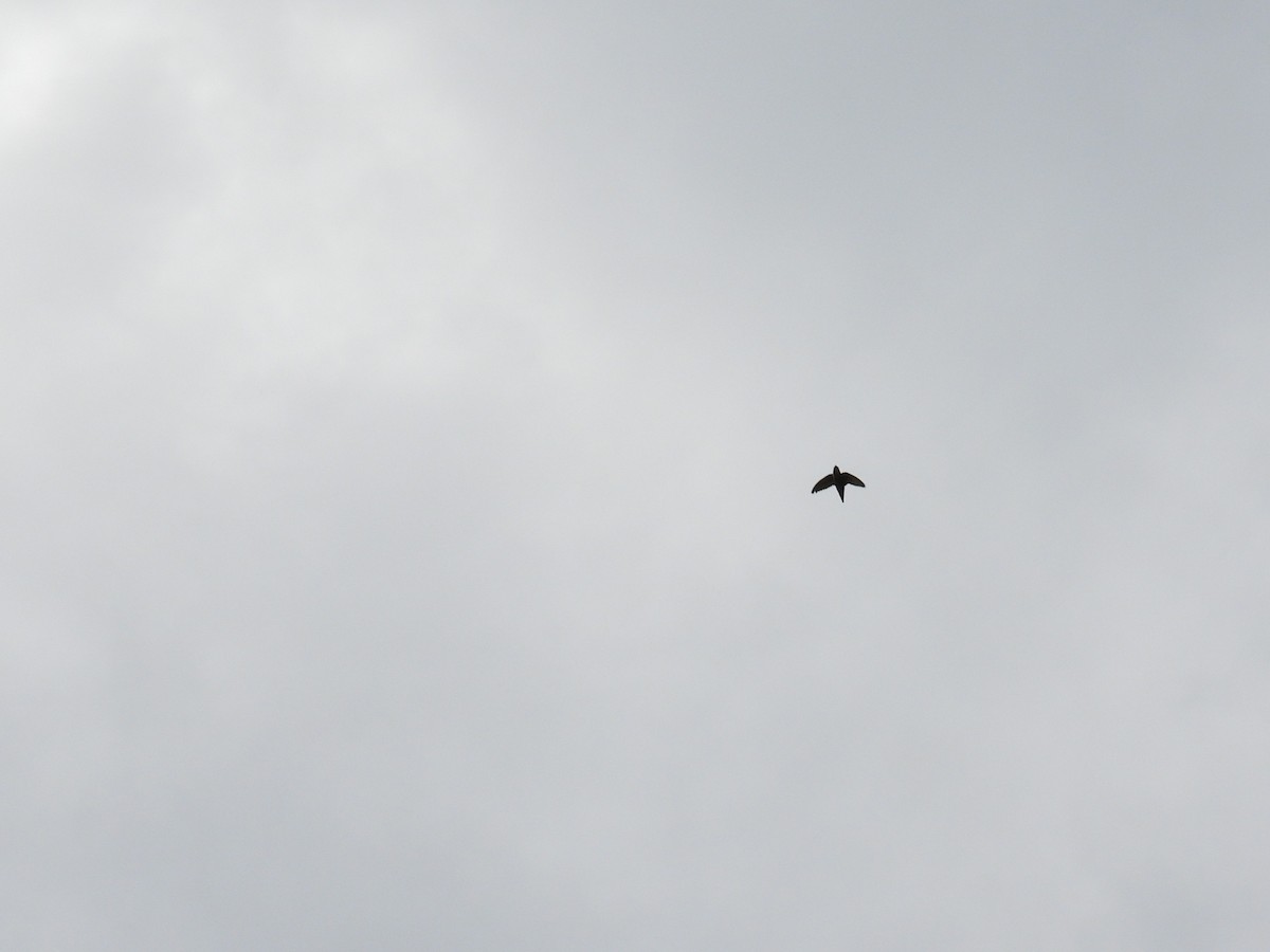 Vaux's Swift (Yucatan) - ML638091055