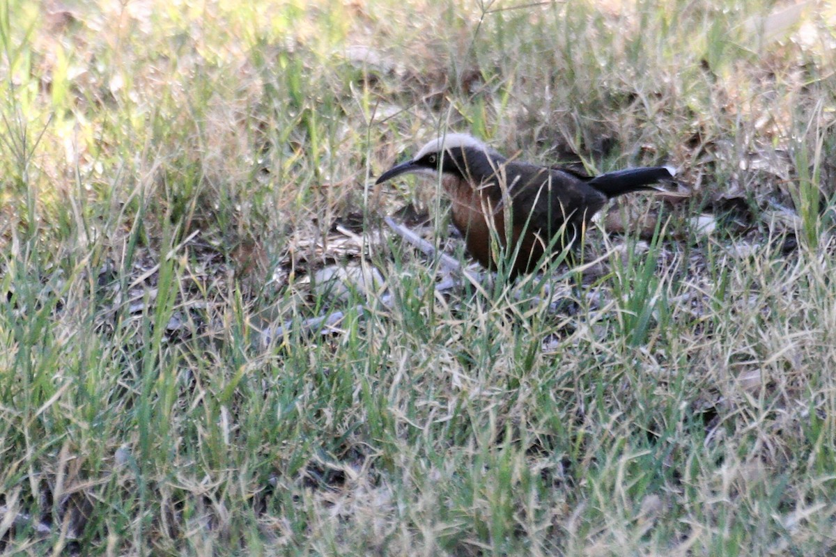 Gray-crowned Babbler - ML638091081