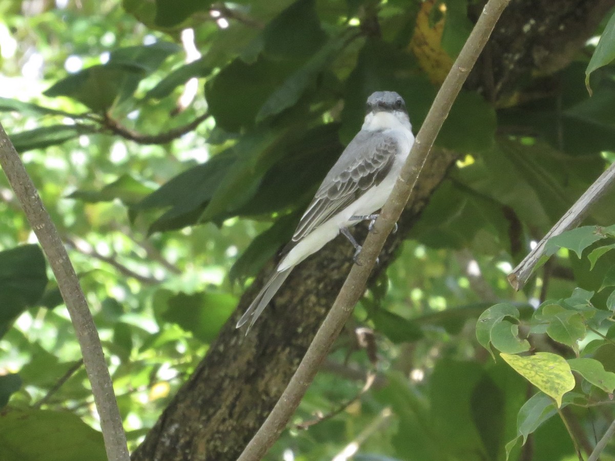 Gray Kingbird - ML638091082