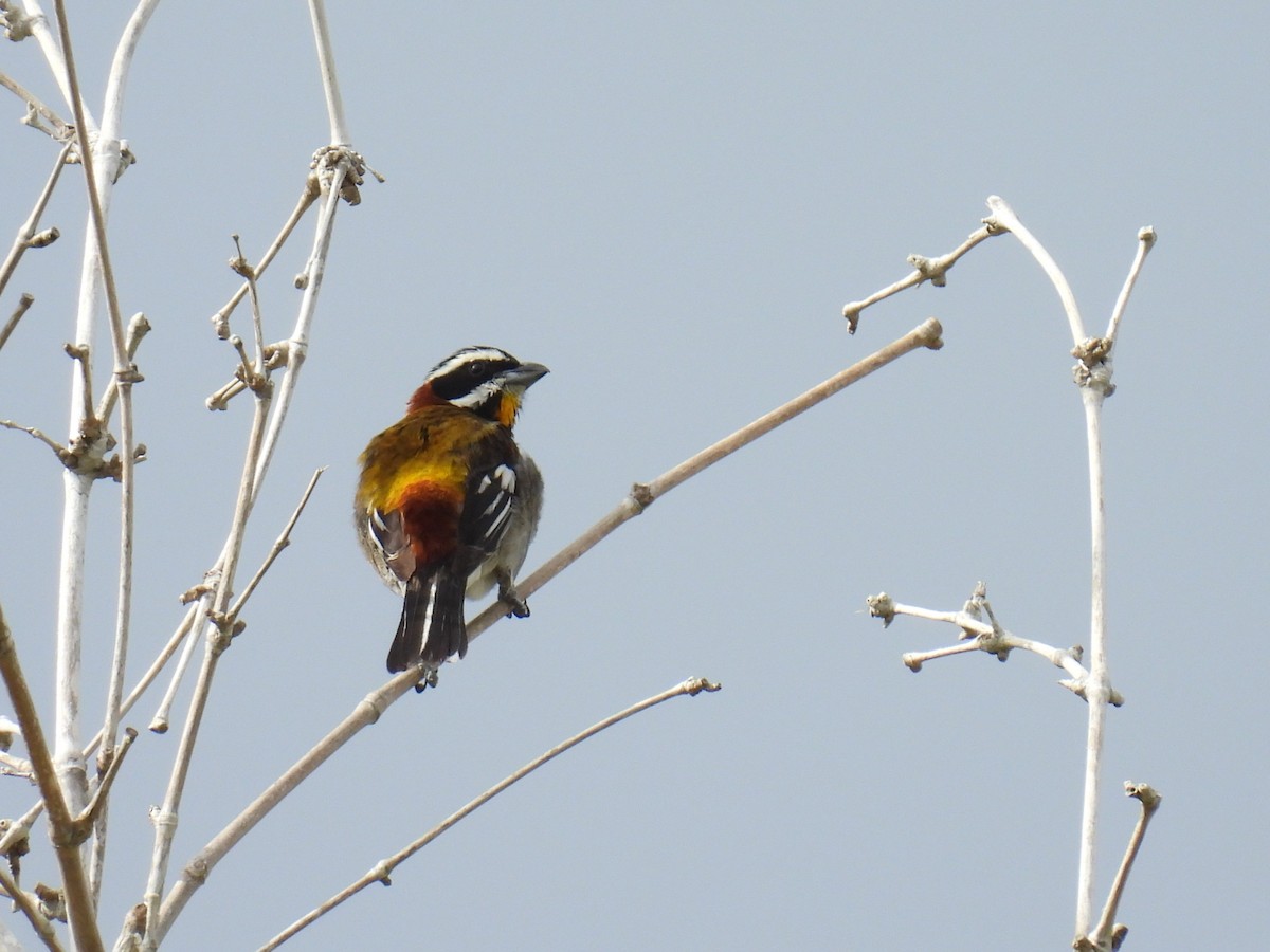 Western Spindalis (Cozumel I.) - ML638091083