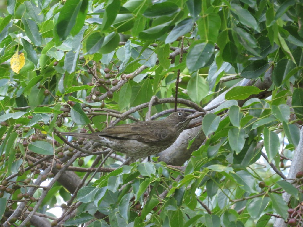 Pearly-eyed Thrasher - ML638091087