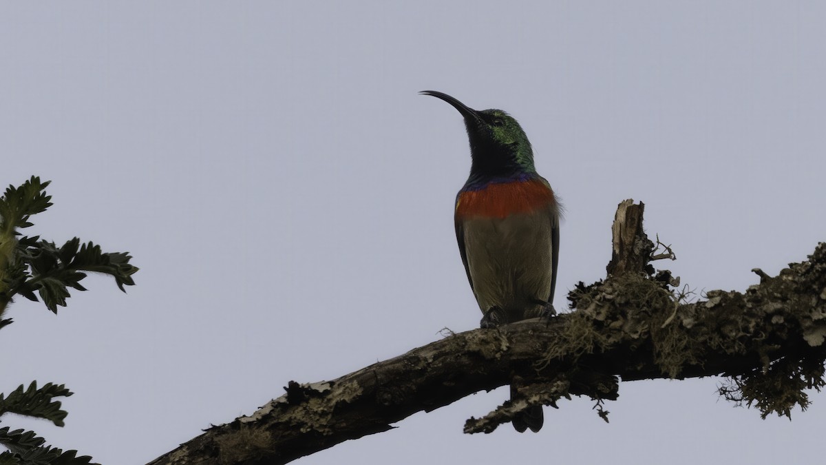 Southern Double-collared Sunbird - ML638091107