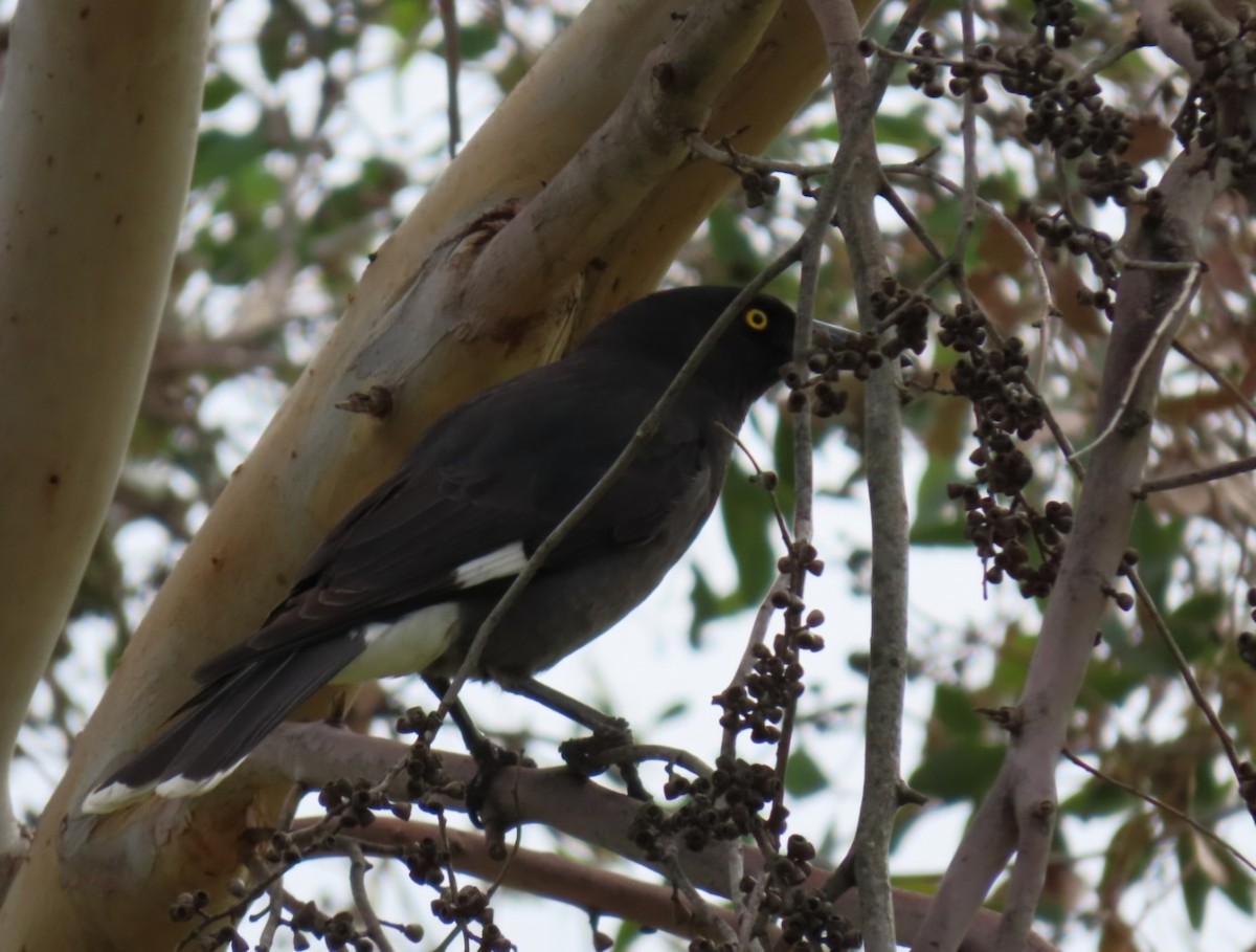 Pied Currawong - ML638091123