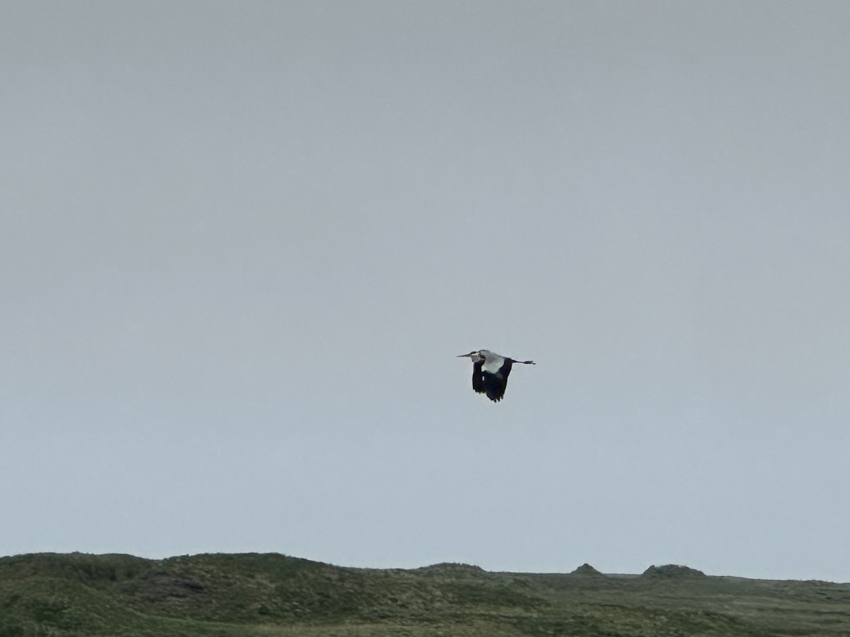 Gray Heron - ML638091127