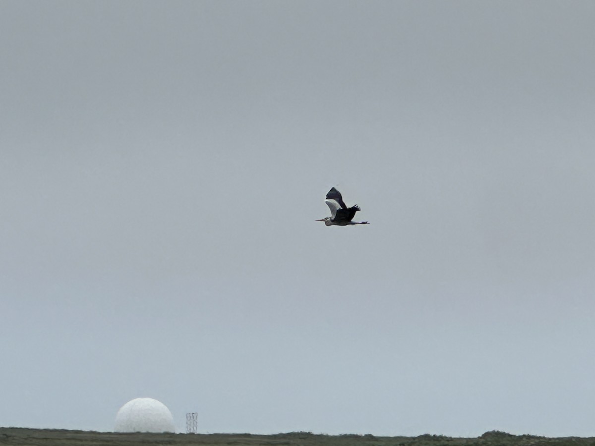 Gray Heron - ML638091128