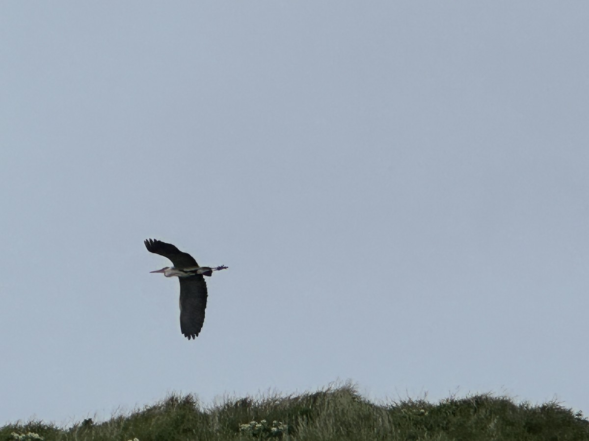 Gray Heron - ML638091129