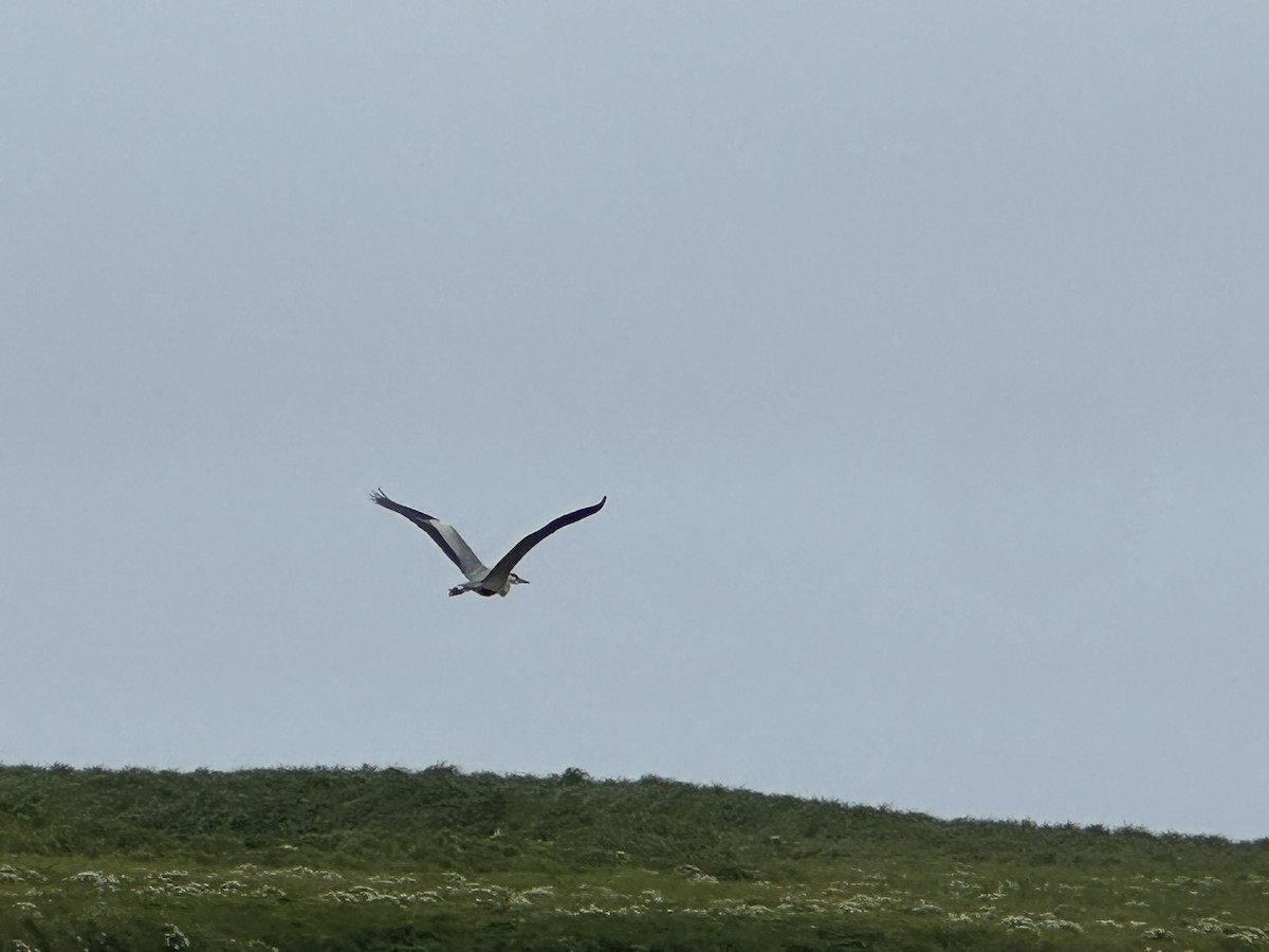 Gray Heron - ML638091130