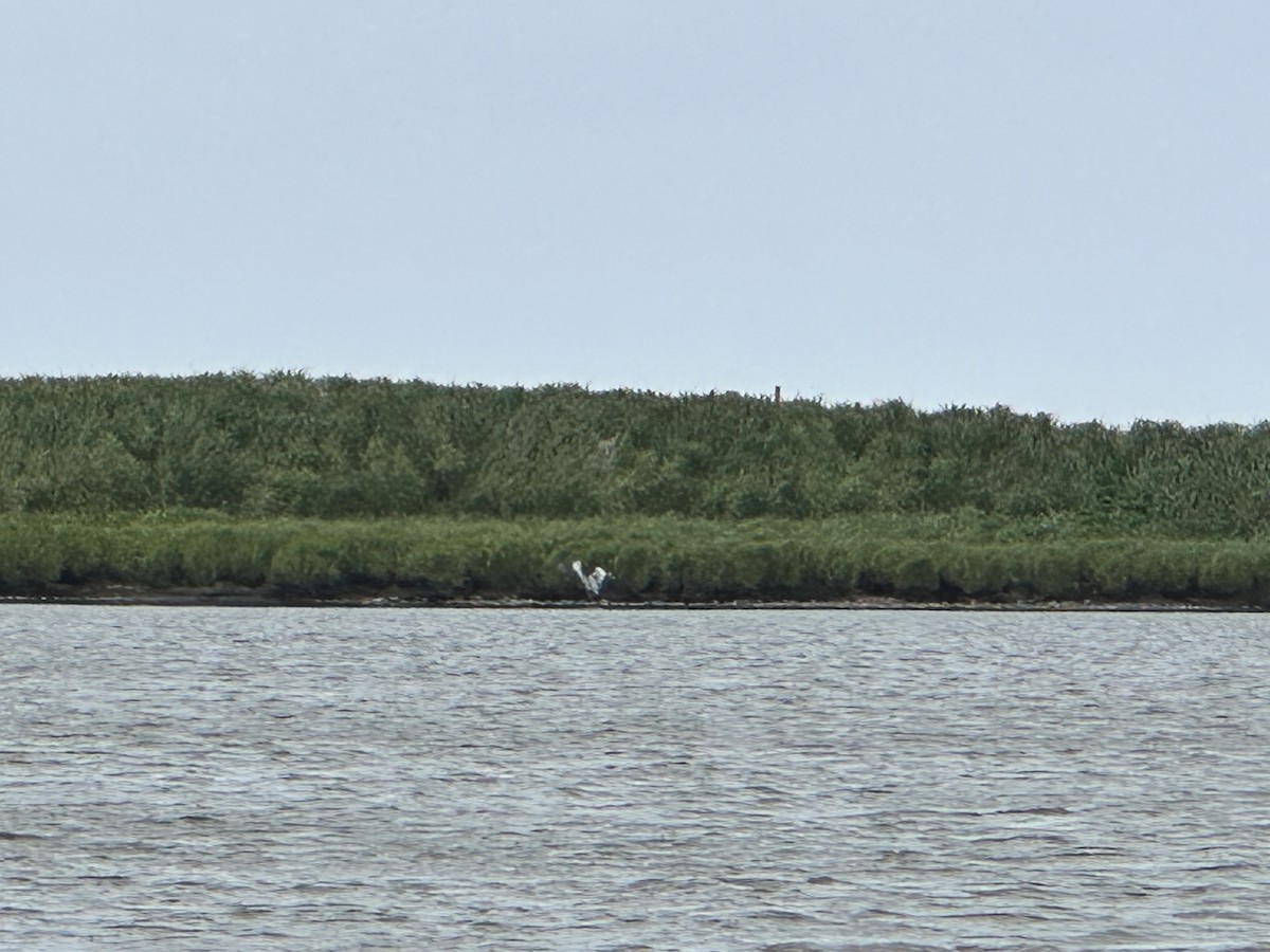 Gray Heron - ML638091131