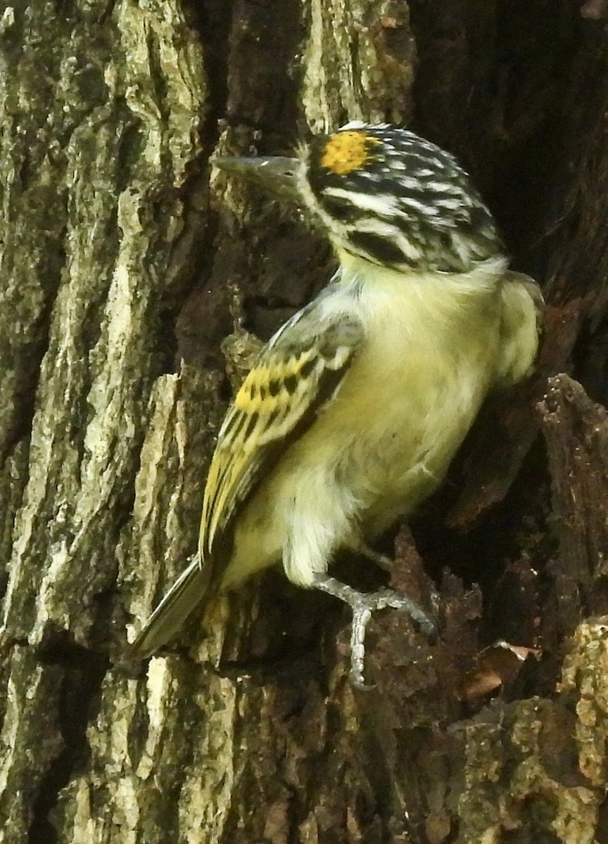 Yellow-fronted Tinkerbird - ML638091178