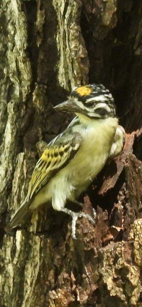 Yellow-fronted Tinkerbird - ML638091179