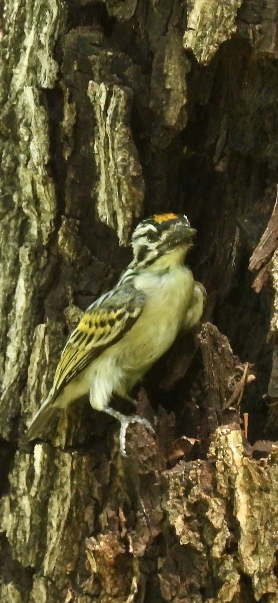 Yellow-fronted Tinkerbird - ML638091180