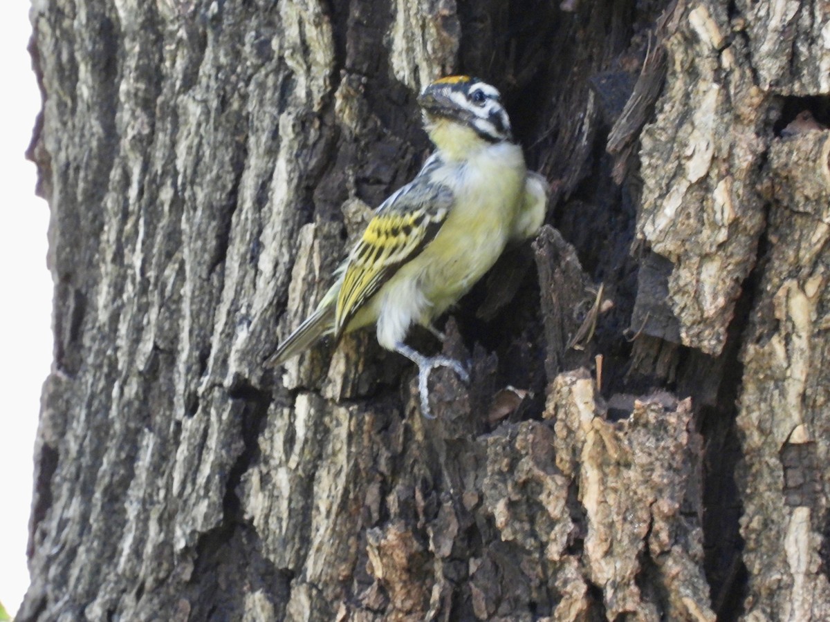 Yellow-fronted Tinkerbird - ML638091182