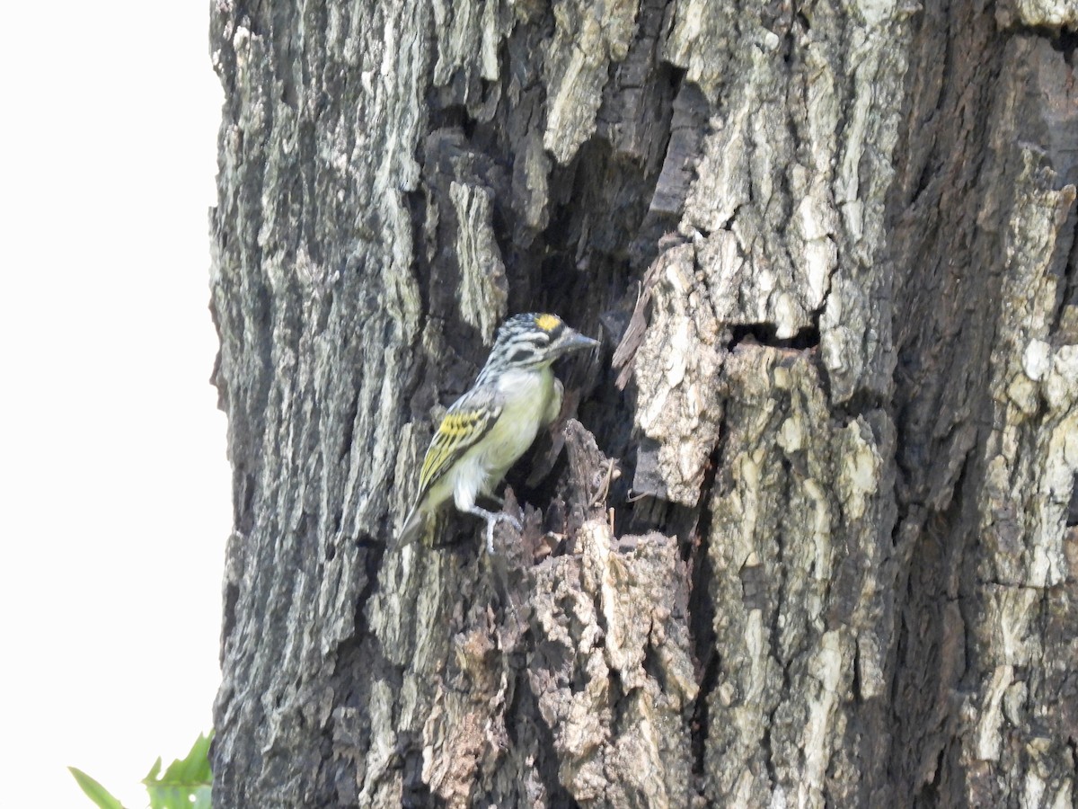 Yellow-fronted Tinkerbird - ML638091183