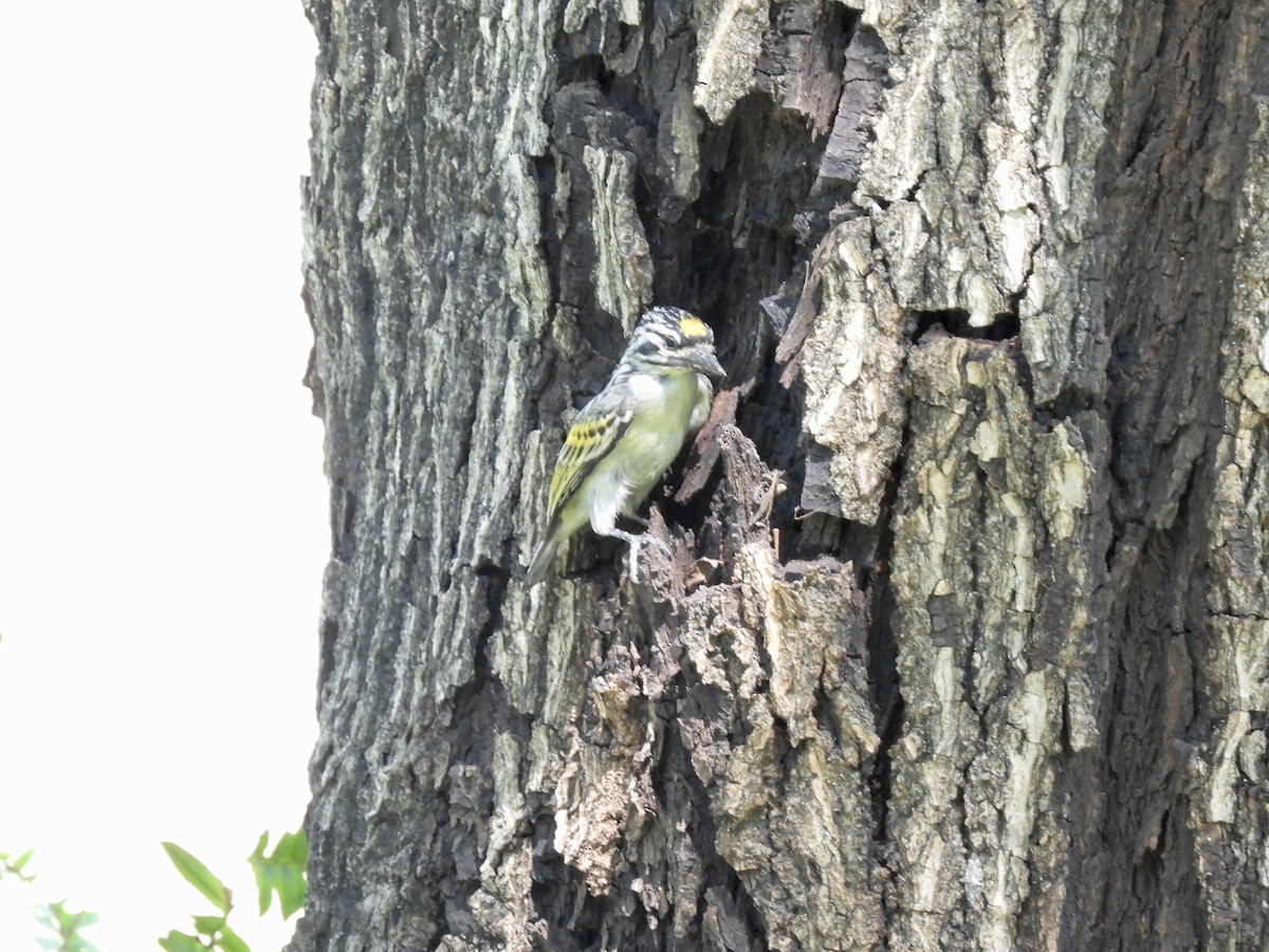 Yellow-fronted Tinkerbird - ML638091184