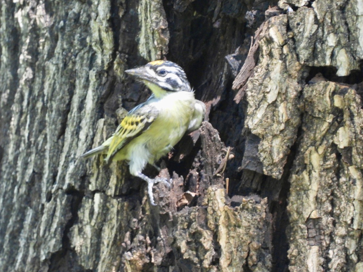 Yellow-fronted Tinkerbird - ML638091185