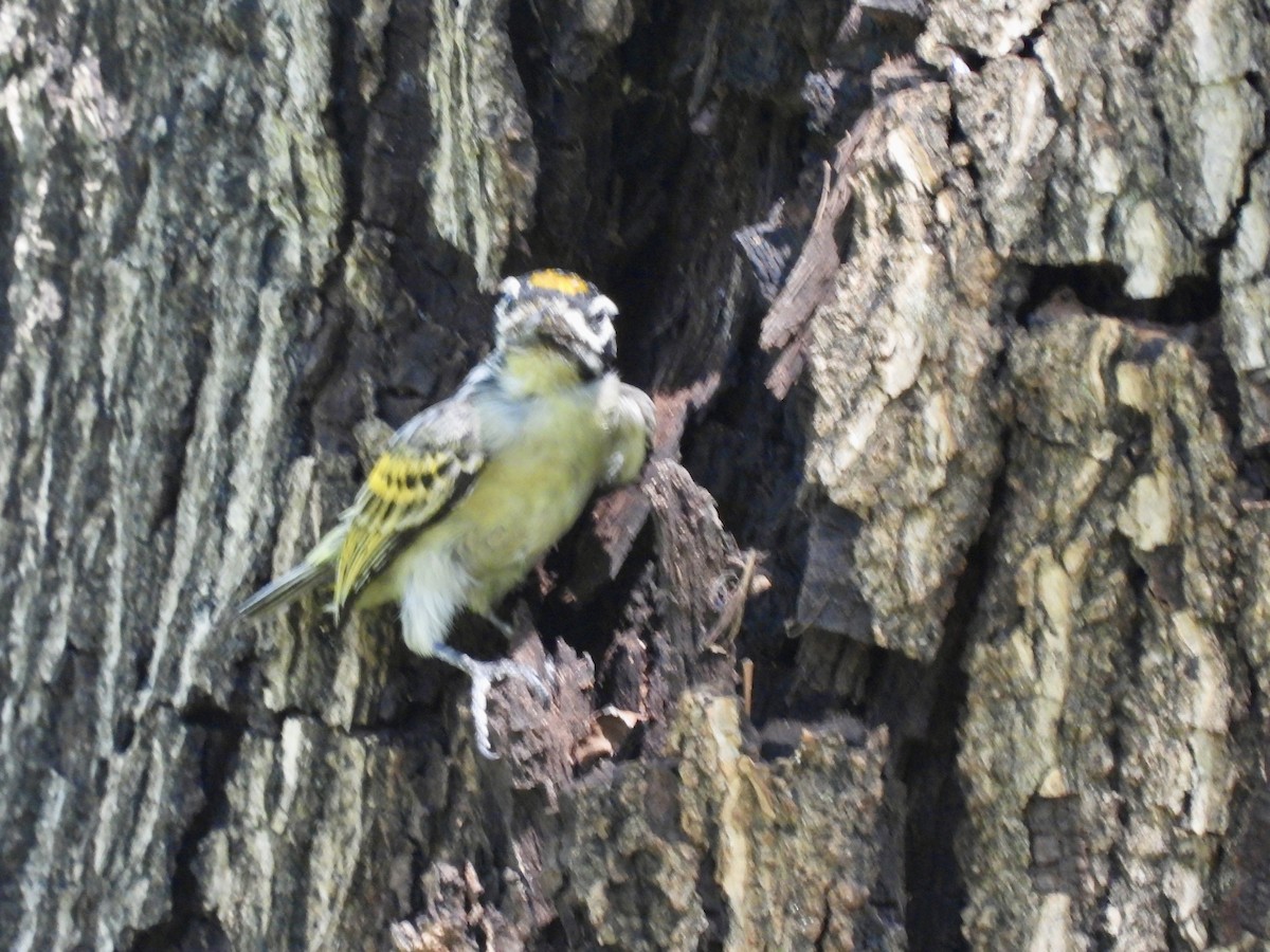 Yellow-fronted Tinkerbird - ML638091186