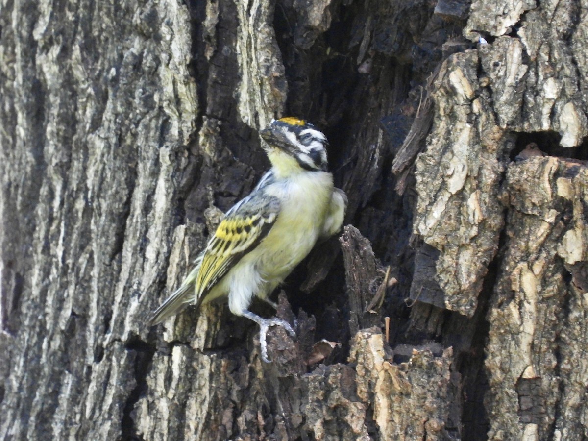 Yellow-fronted Tinkerbird - ML638091187