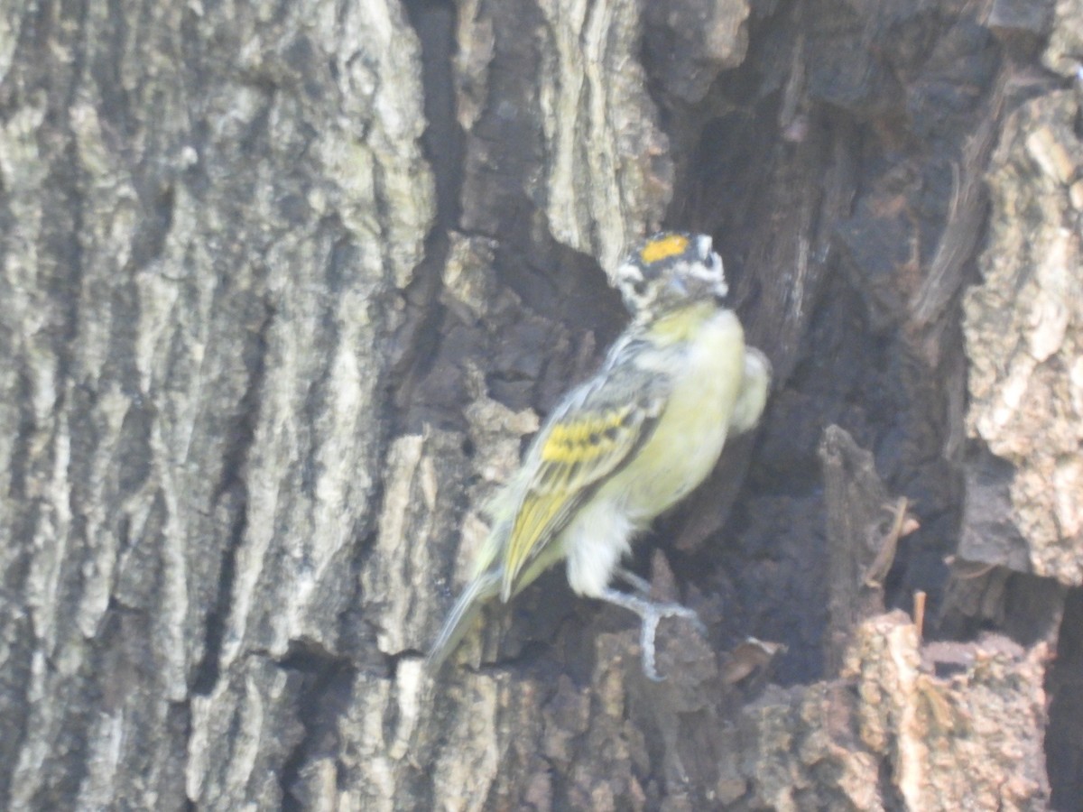 Yellow-fronted Tinkerbird - ML638091188