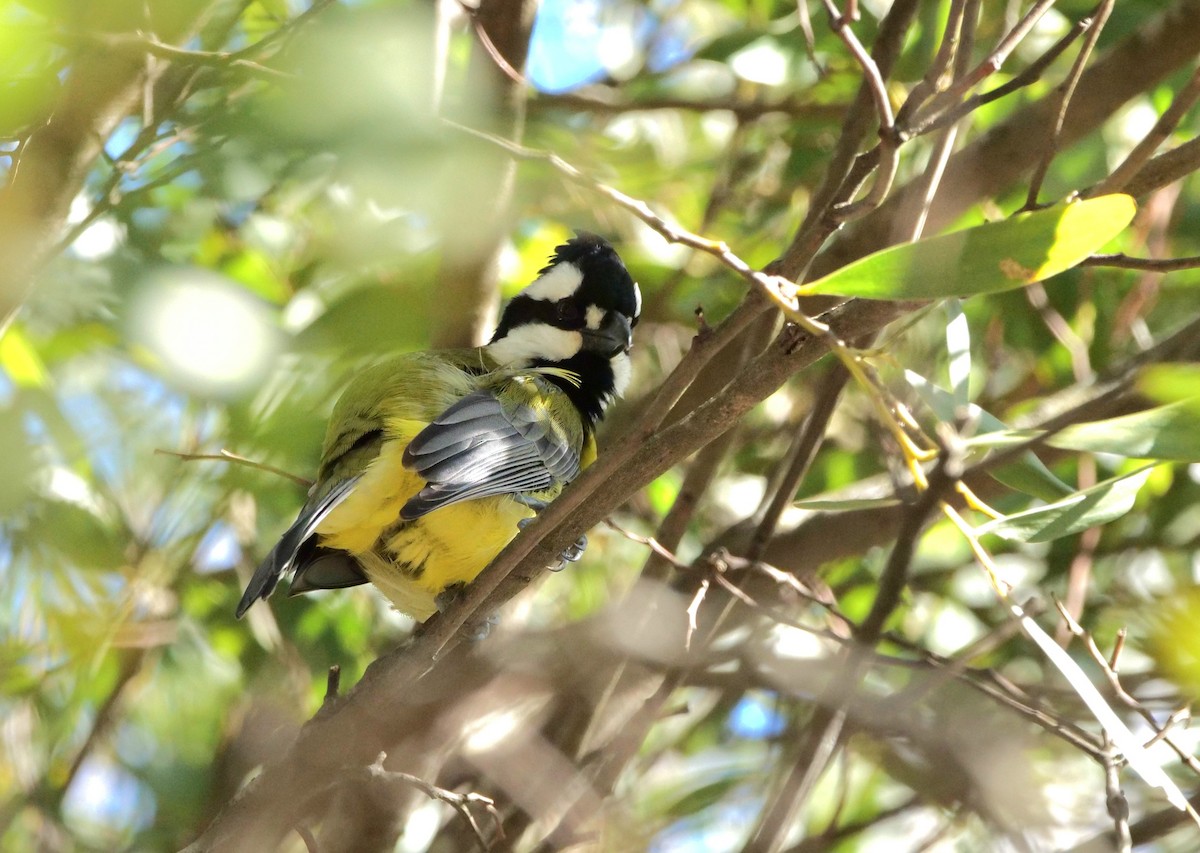 Eastern Shrike-tit - ML638091203