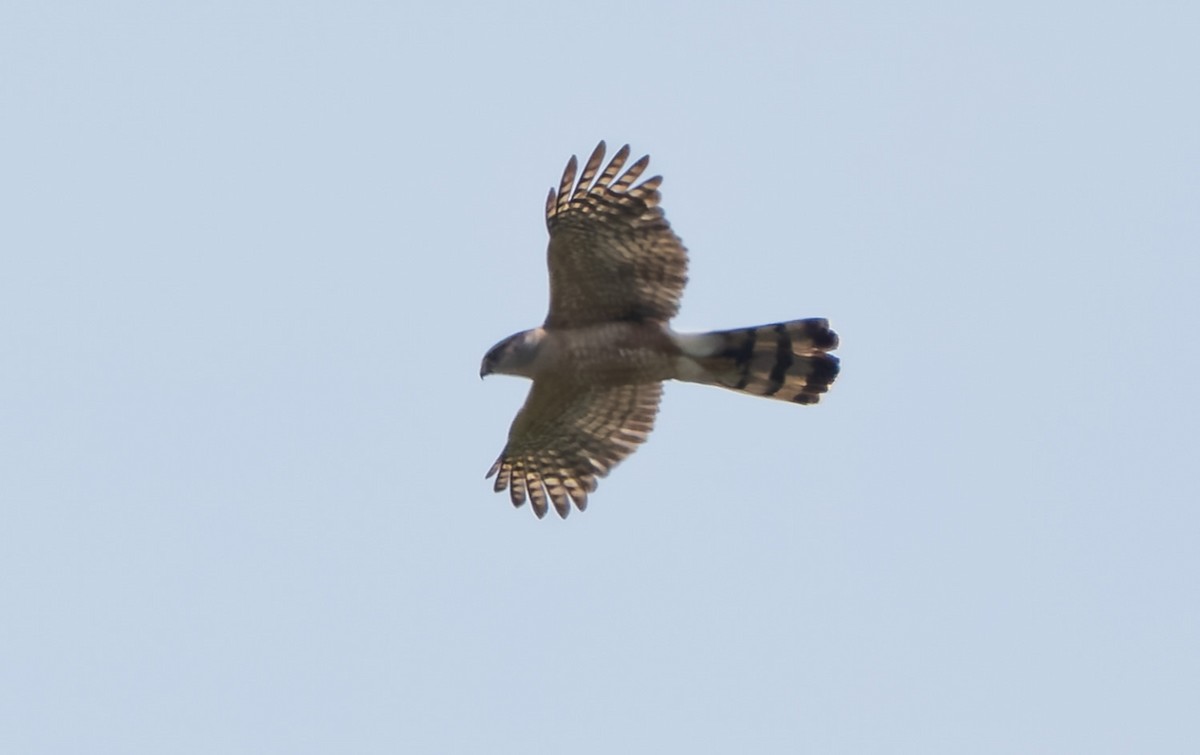 Cooper's Hawk - ML638091215