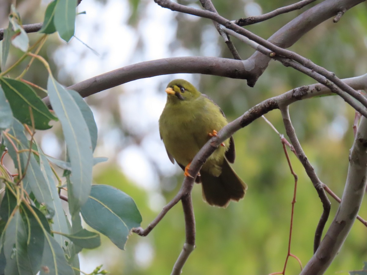 Bell Miner - ML638091219