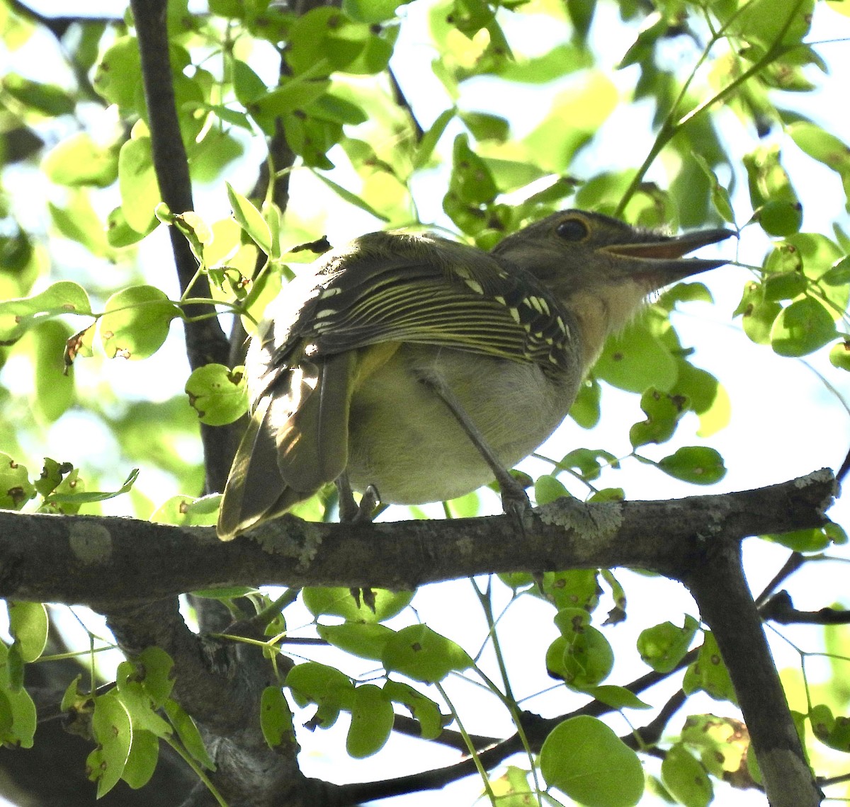 Nicator à tête brune - ML638091258