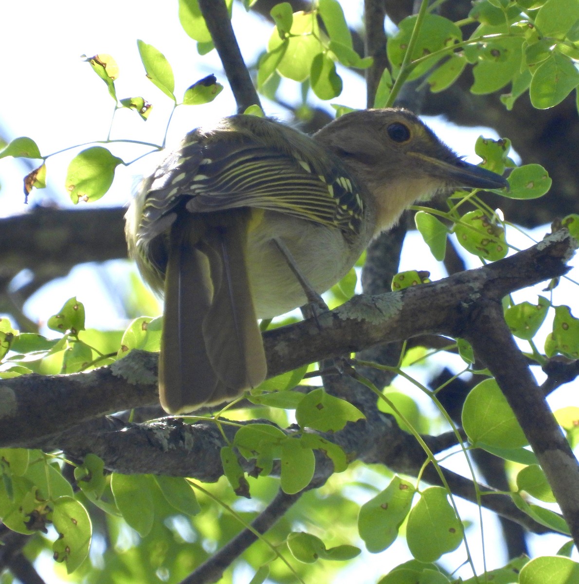 Nicator à tête brune - ML638091259