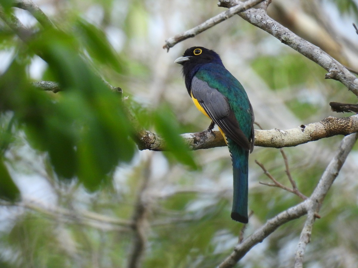 Gartered Trogon - ML638091293