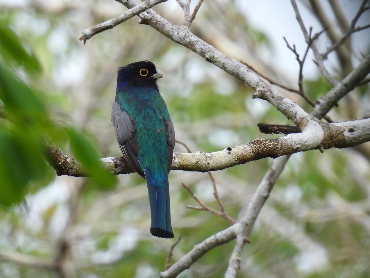 Gartered Trogon - ML638091294