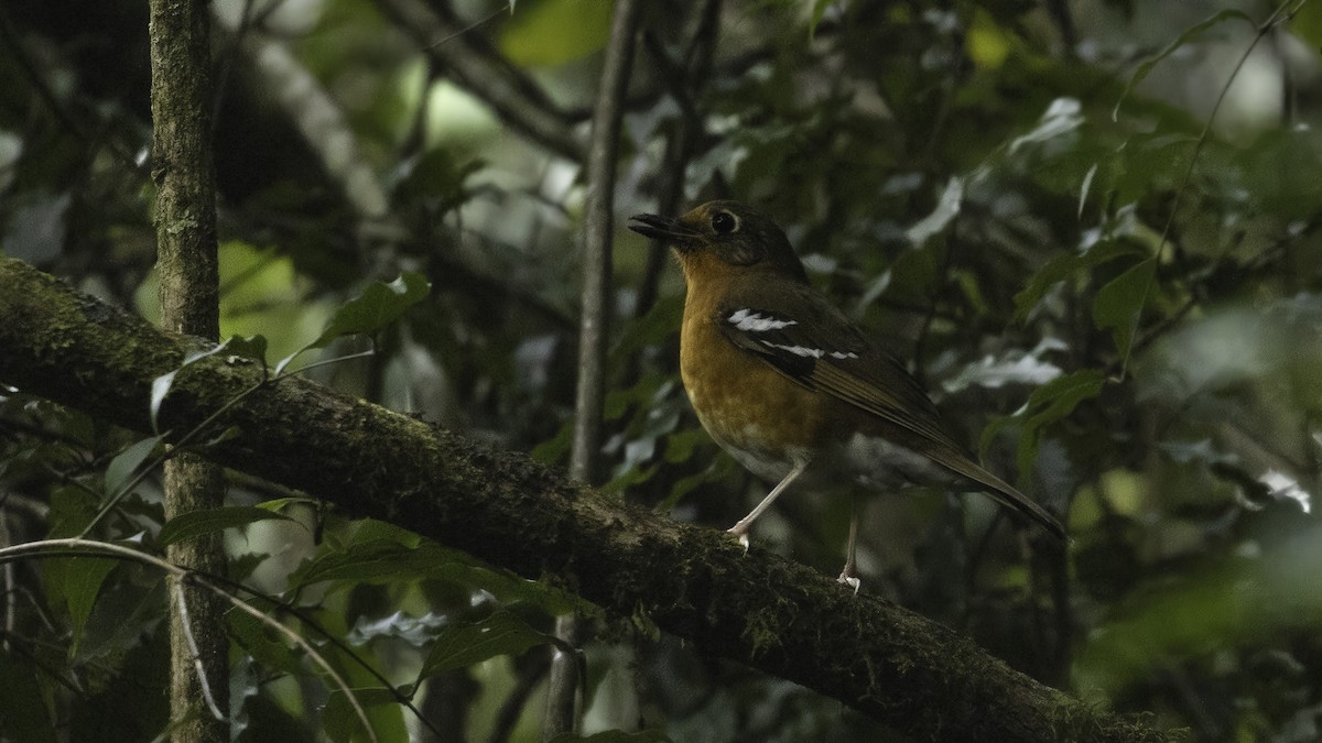 Orange Ground-Thrush - ML638091297