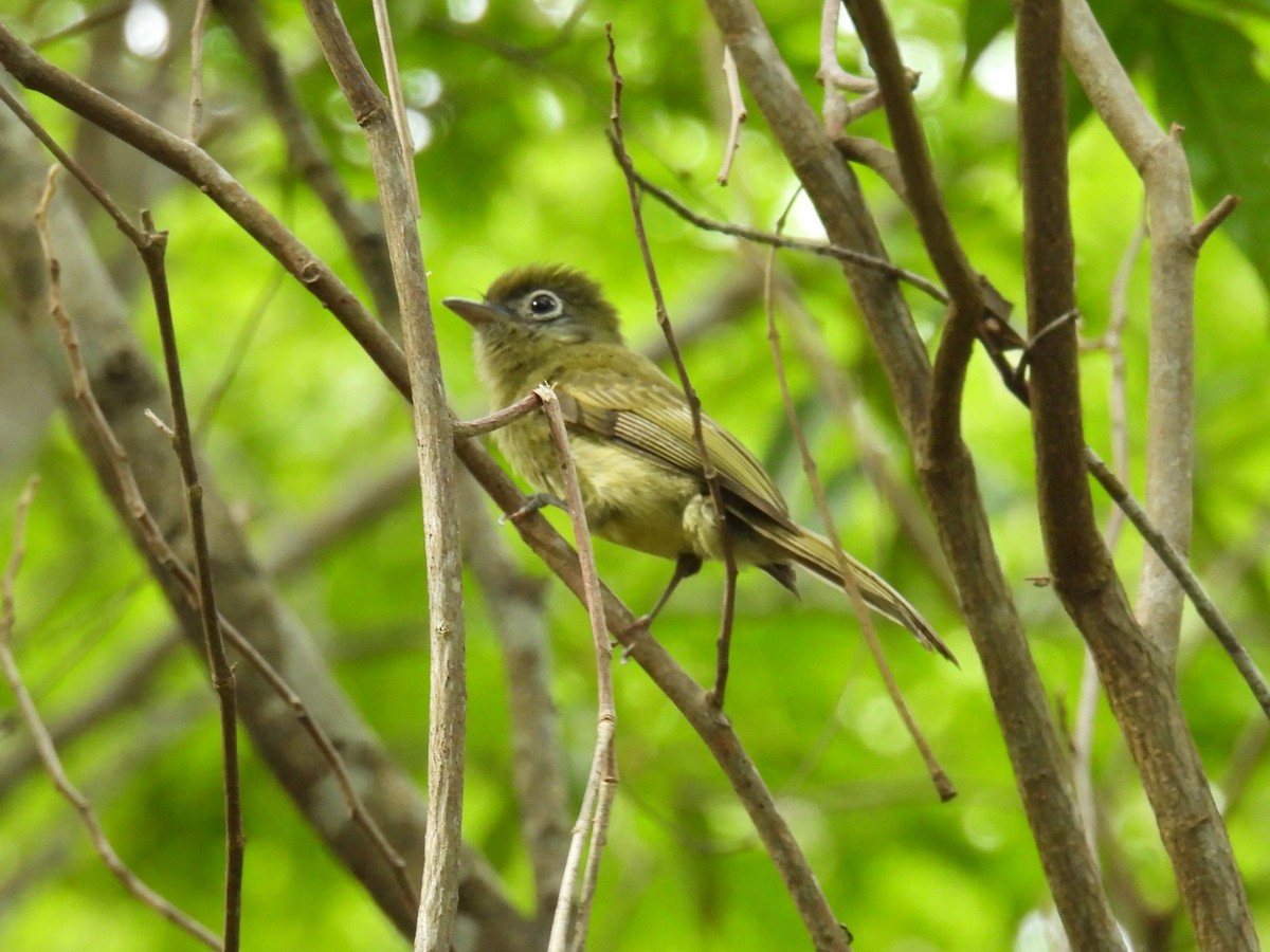Eye-ringed Flatbill - ML638091298