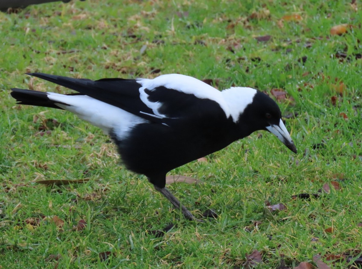 Australian Magpie - ML638091348