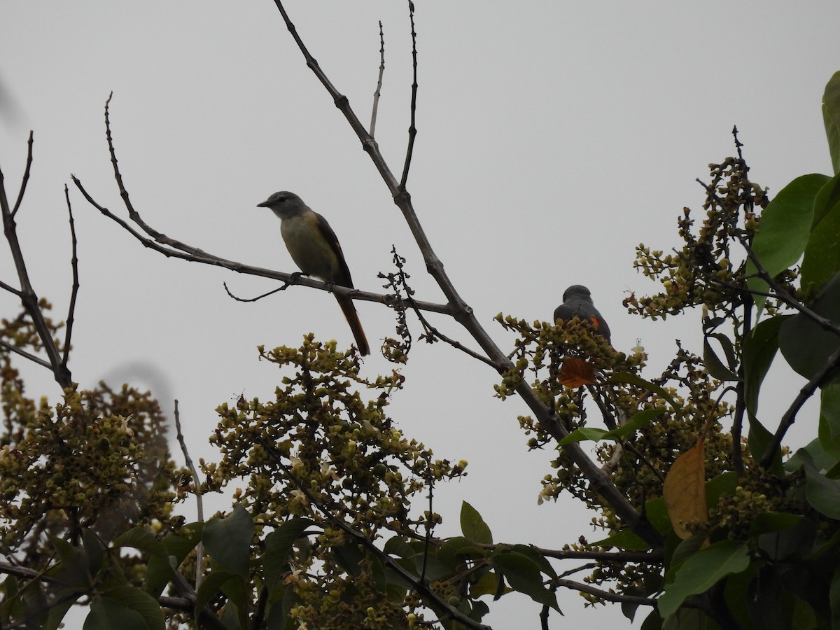 Small Minivet - ML638091420