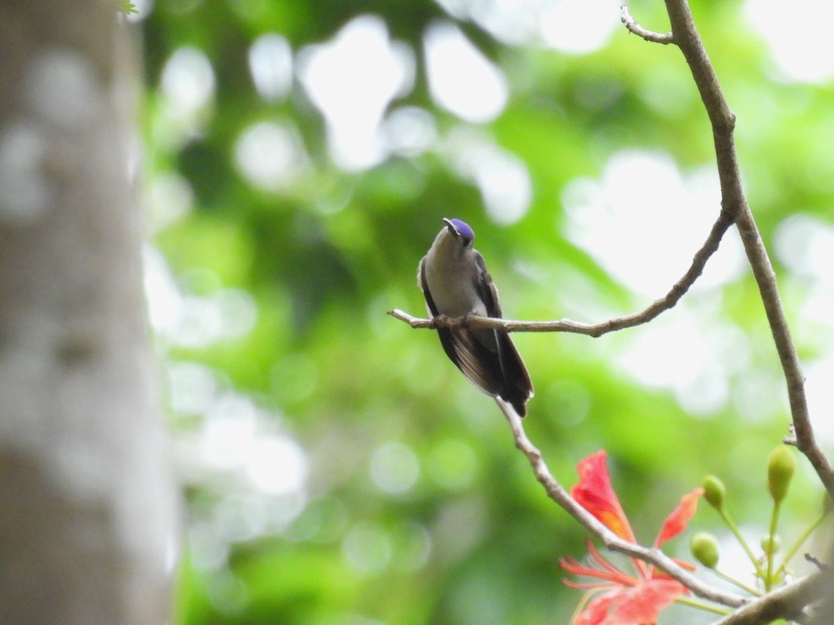 Wedge-tailed Sabrewing - ML638091433