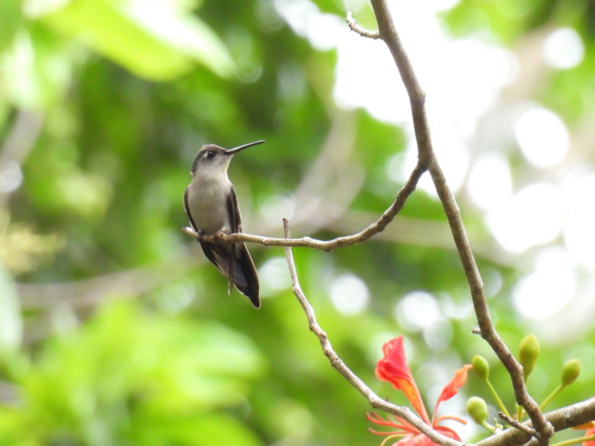 Wedge-tailed Sabrewing - ML638091434