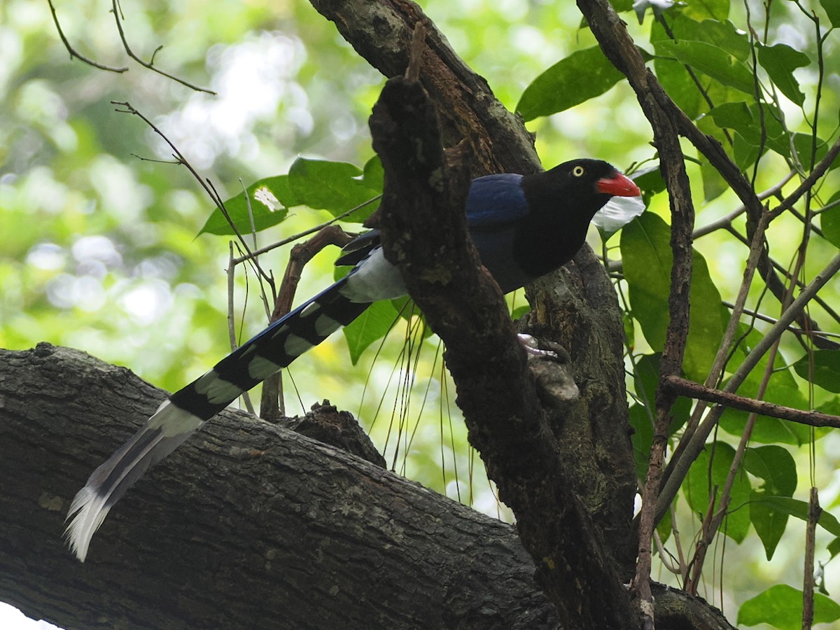 Taiwan Blue-Magpie - ML638091437