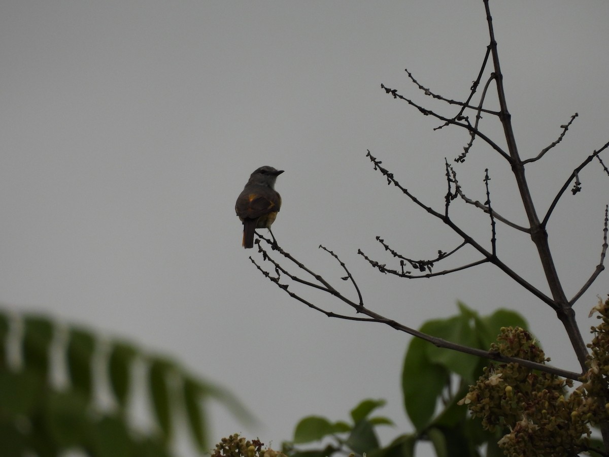 Small Minivet - ML638091438