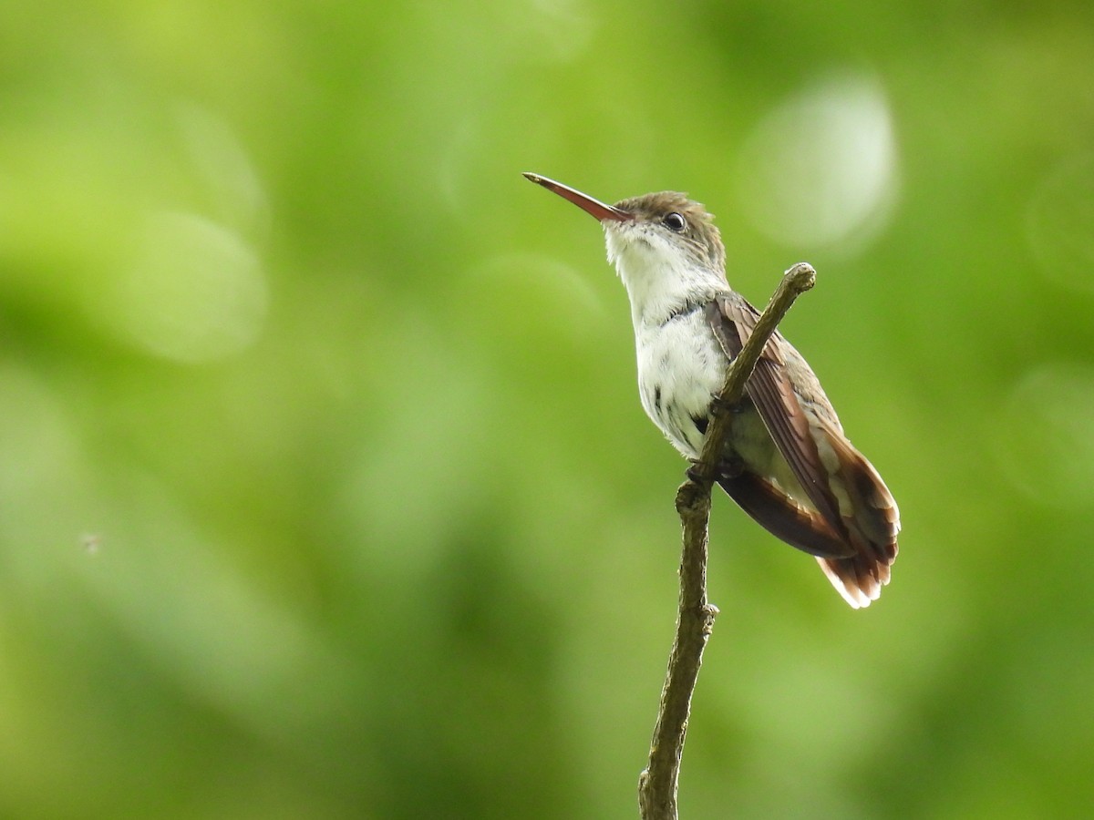 White-bellied Emerald - ML638091440