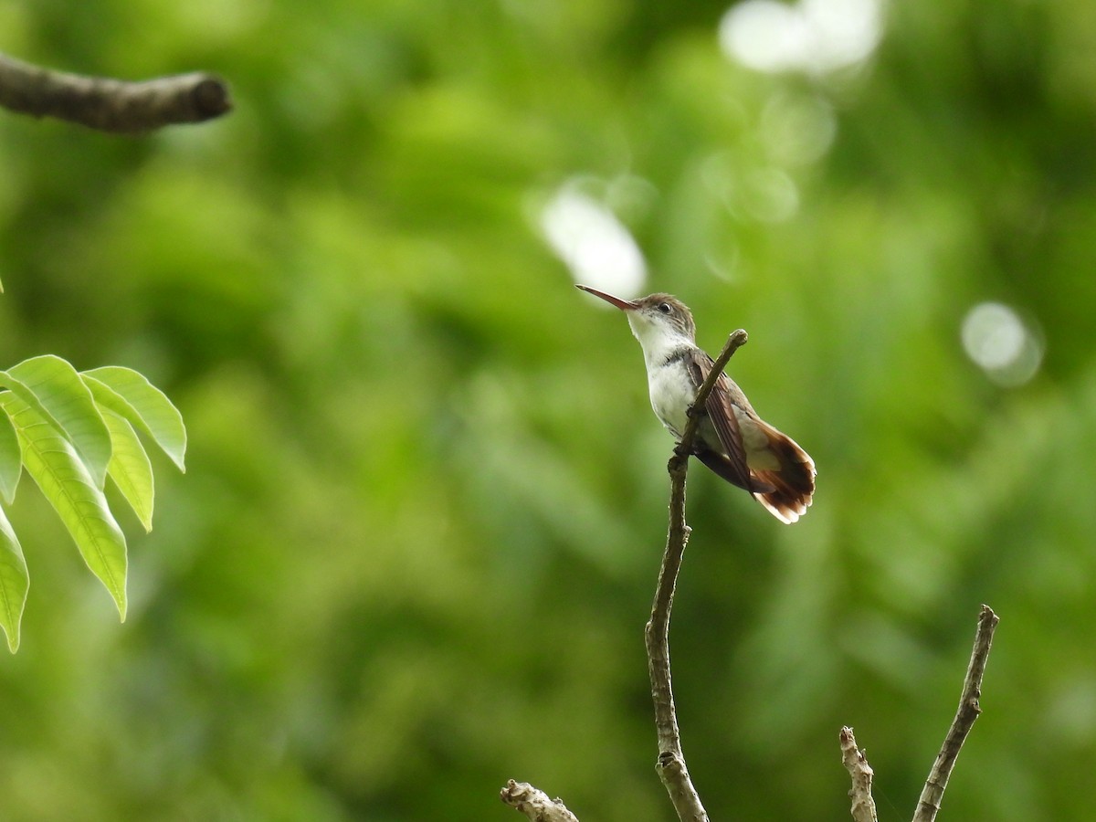 White-bellied Emerald - ML638091441