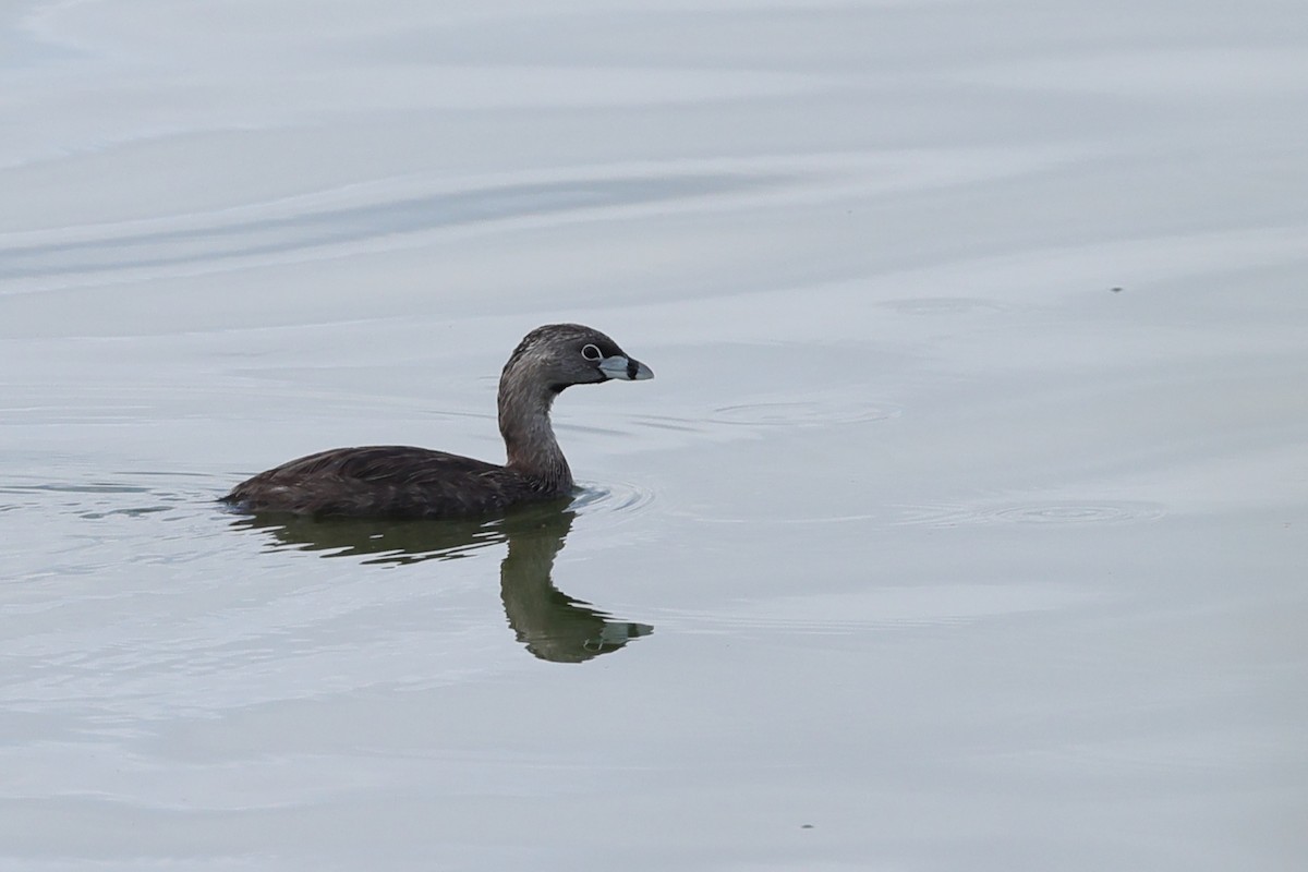 Pied-billed Grebe - ML638091459