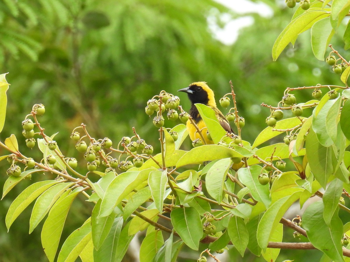 Black-cowled Oriole - ML638091469