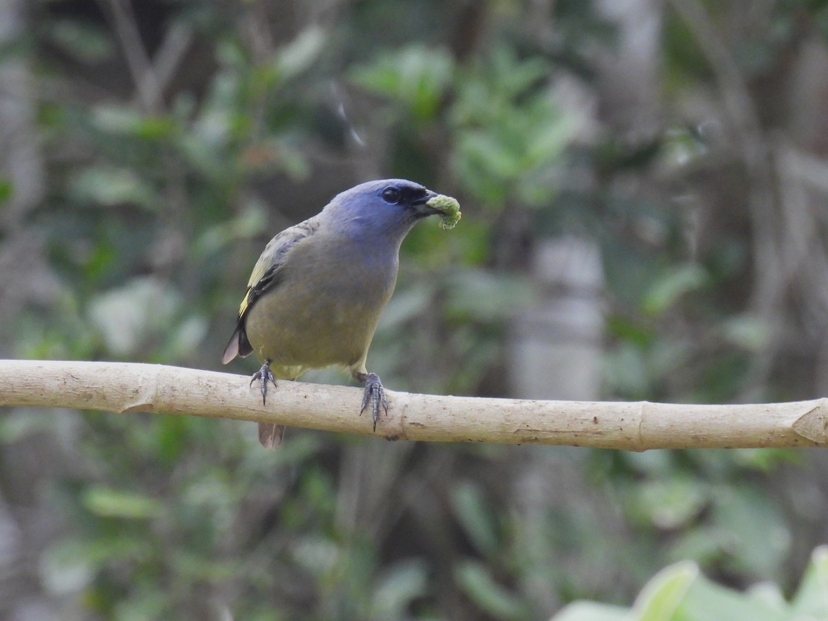 Tangara Aliamarilla - ML638091477
