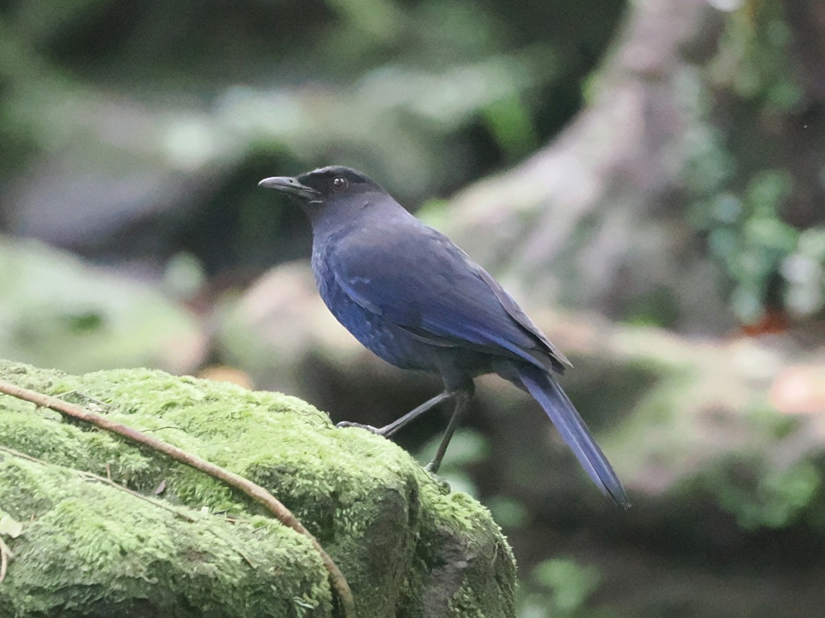 Taiwan Whistling-Thrush - ML638091515