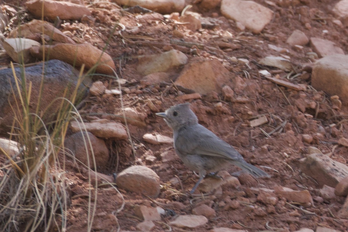 Juniper Titmouse - ML638091524
