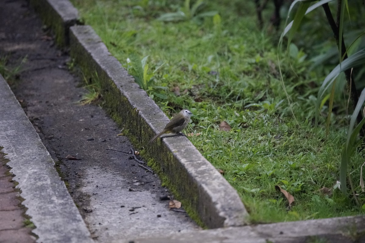 Pale-faced Bulbul - ML638091528