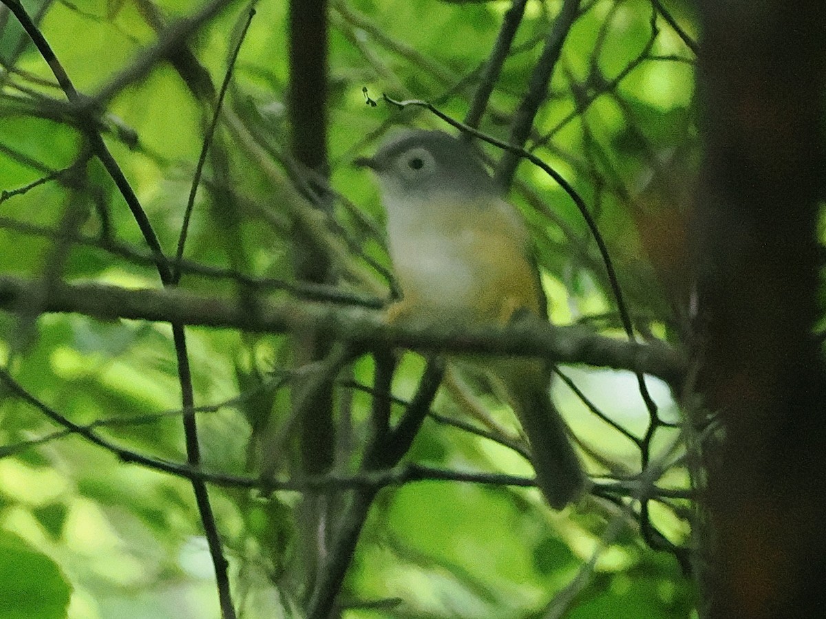Morrison's Fulvetta - ML638091586