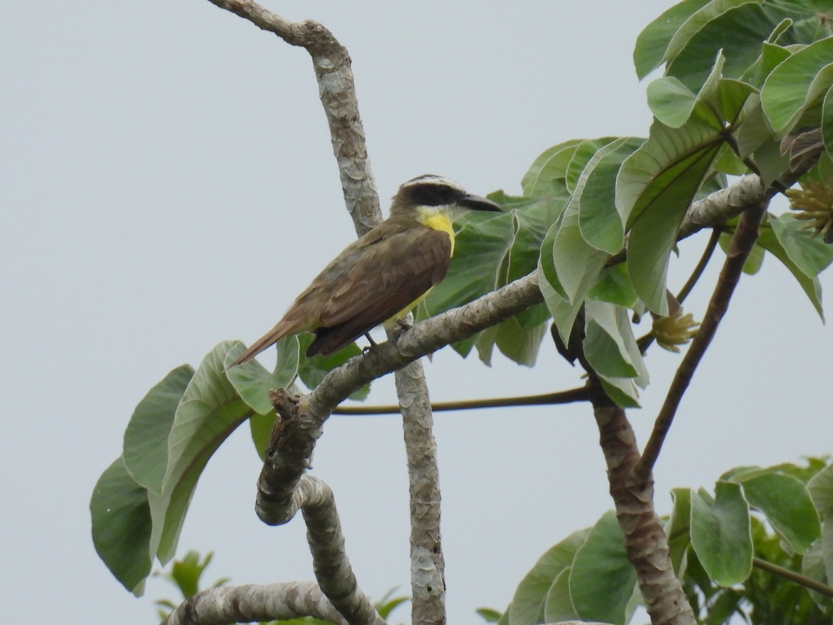 Boat-billed Flycatcher - ML638091649