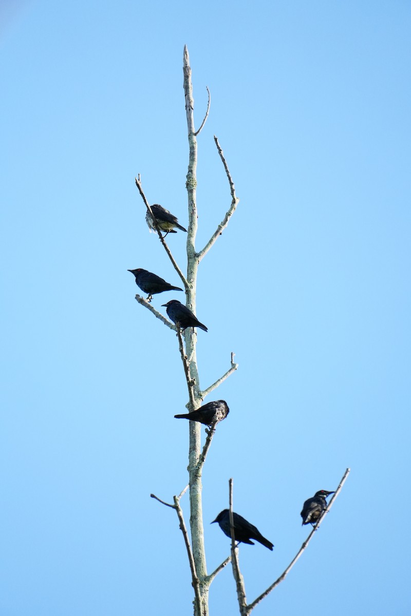 Asian Glossy Starling - ML638091650