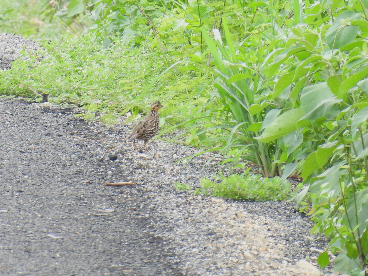 Black-throated Bobwhite - ML638091657
