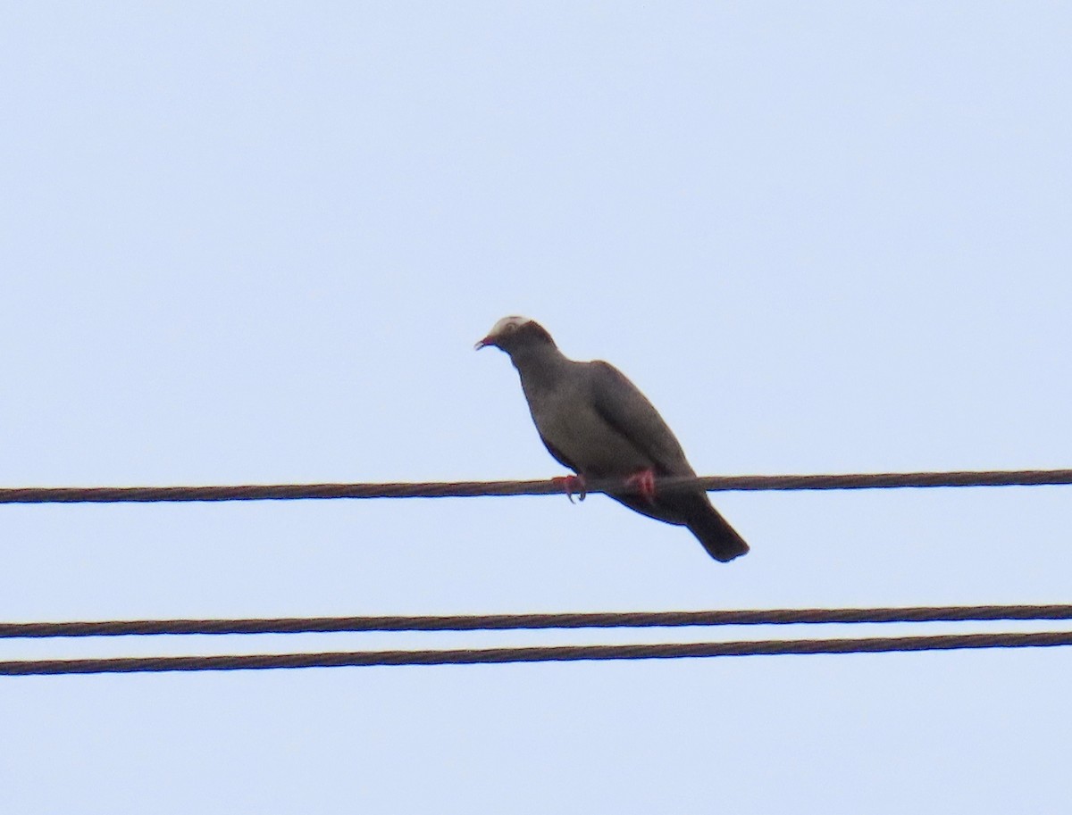 White-crowned Pigeon - ML638091667